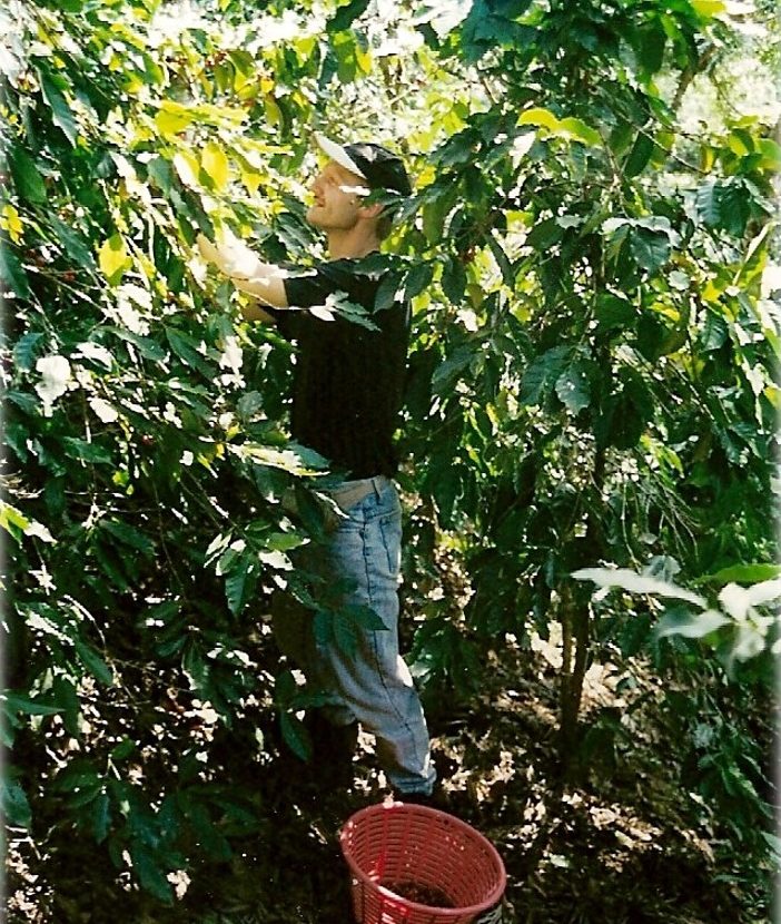 Inhaber beim Kaffeepflücken von reifen Kaffeekirschen in mitten einer grünen Plantage.